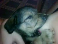 Dog eating and licking the nipples of blonde babe